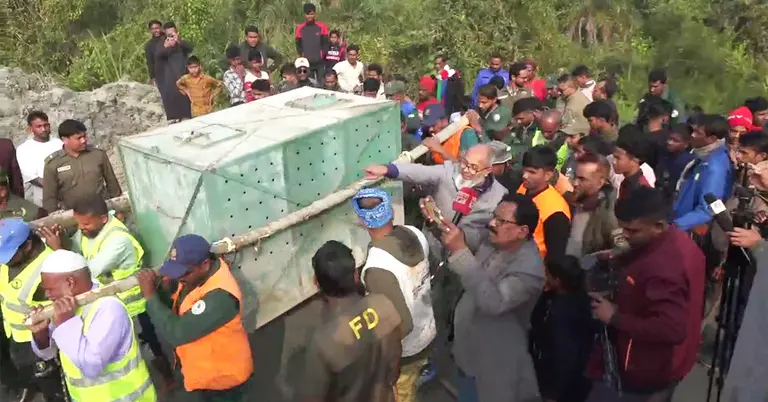 বাঘিনীটির উদ্ধার অভিযান পরিচালনা করেছে বন বিভাগ